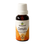 Clematis