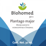 Plantago major